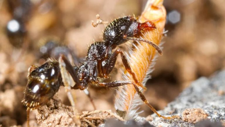 These ants clone another species in a strange tale of survival