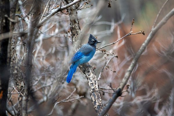 Why is a Walnut Creek Steller’s jay doing bird impersonations?