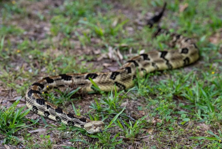 World’s deadliest animal is probably outside your Ohio home right now. Protection tips