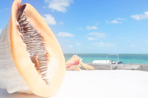 American Airlines to launch new flight to popular cruise destination