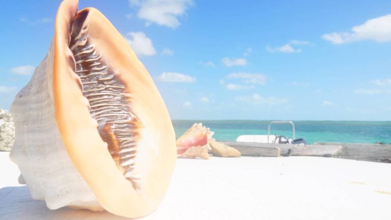 American Airlines to launch new flight to popular cruise destination