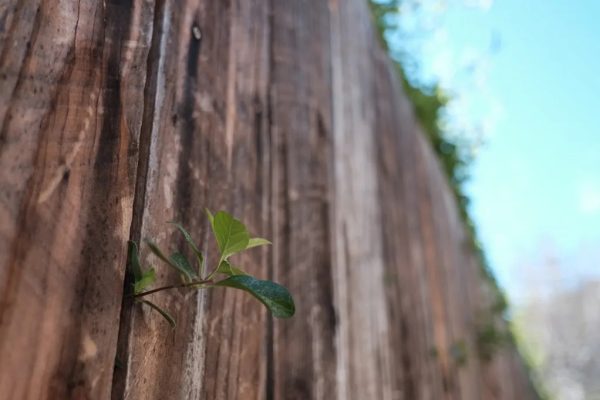 Homeowner outraged after returning from vacation to neighbor’s shocking act: ‘Call the police’