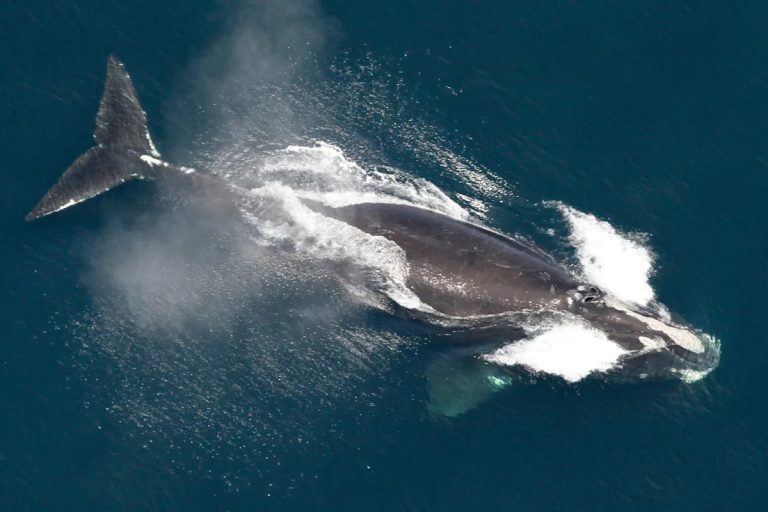 One of the world’s rarest whales that makes the Atlantic its home grows in population
